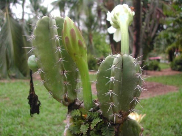 Cereus_hexagonus_1